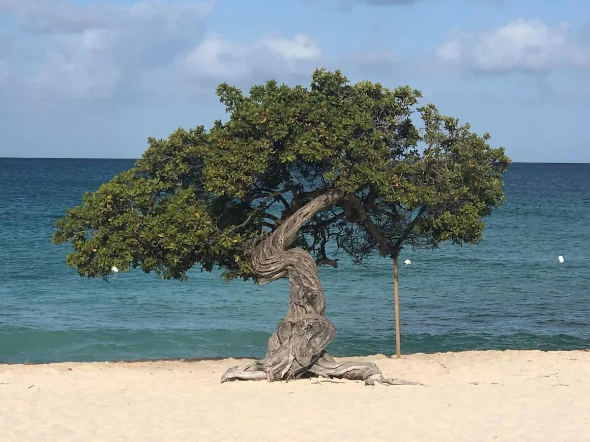 Caribbean Breeze-4 Bedroom 4 Ensuite Bathrooms Oranjestad 0*,  Aruba
